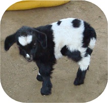 Jacob